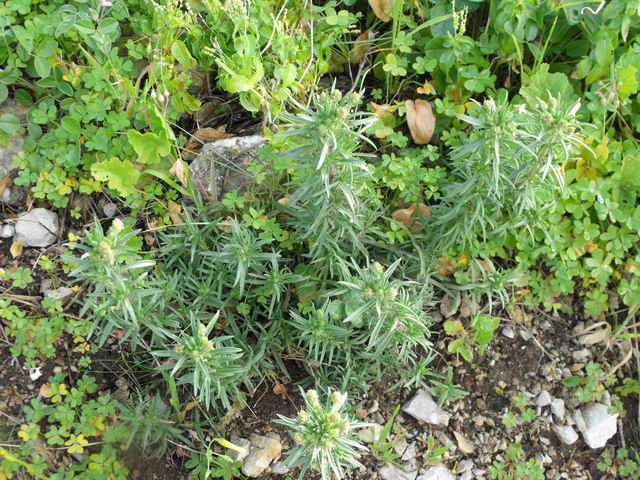 Plantago afra da confermare